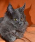 Мейн Кун, котята большой домашней кошки. фотография